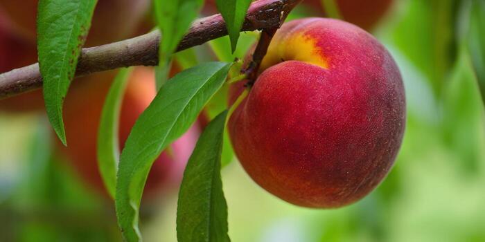 A luscious red peach hangs from a branch, ready to be picked, a sign of summer. photo
