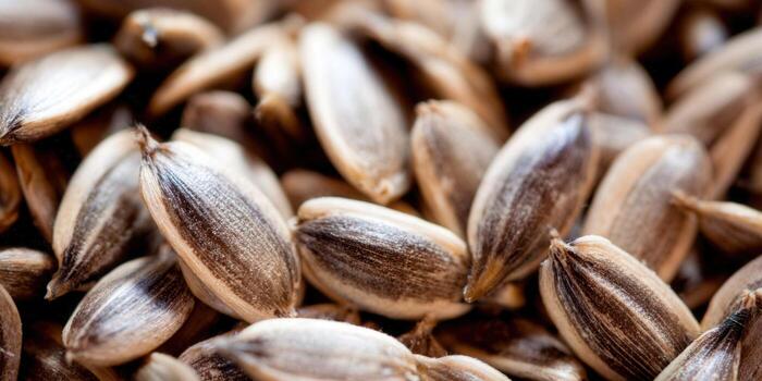 A close-up shot of sunflower seeds, emphasizing their texture and natural patterns for a healthy food concept. photo