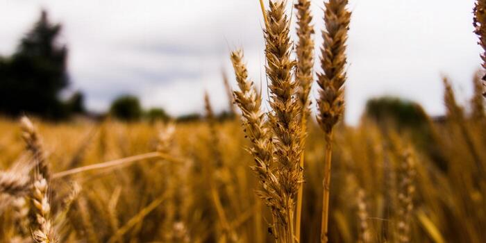 Beautiful close-up shot of ripe wheat stalks in a golden field, capturing a peaceful harvest scene. photo