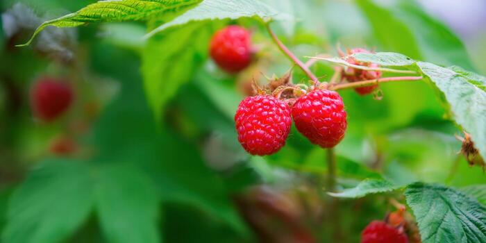 Bright red raspberries hanging on the branch of a bush, ready to eat. photo