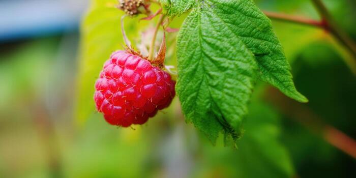 A close-up of a delicious, ripe red raspberry with vibrant green leaves. photo