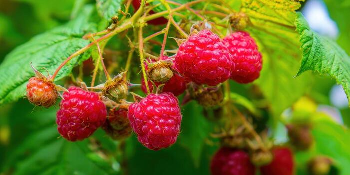 Close-up of juicy red raspberries ready to be picked from the bush in the garden. photo