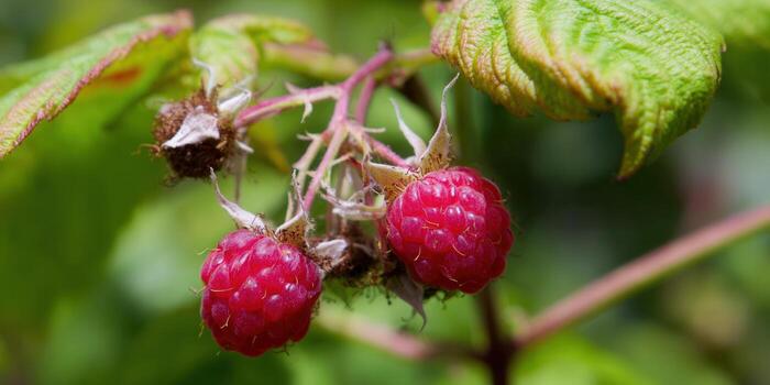 Fresh, juicy red raspberries ready for picking on a bright summer day. photo