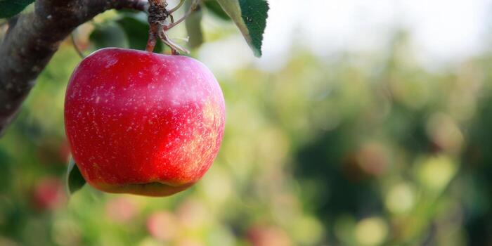A close-up shot of a ripe, red apple hanging from a tree in an orchard setting. photo