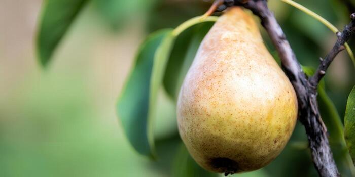 A close-up of a ripe pear ready for picking on a tree branch. photo