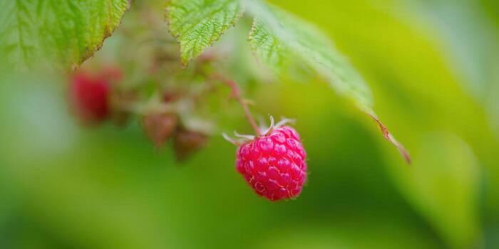 A single, perfectly ripe raspberry hangs from its branch, vibrant against green leaves. photo