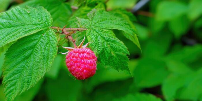 A single, ripe raspberry, ready to be picked among lush green leaves. photo