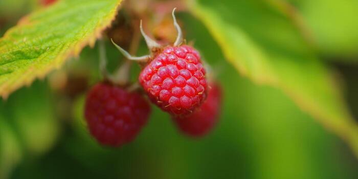 Bright red raspberries in a garden, perfect for a summer treat. photo