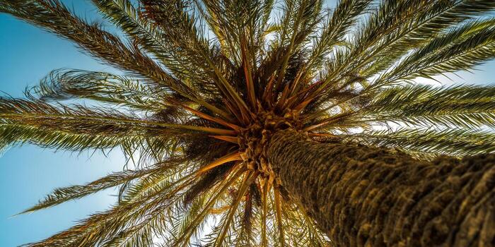 An upward view of a palm tree, showcasing its textured trunk and lush green leaves. photo