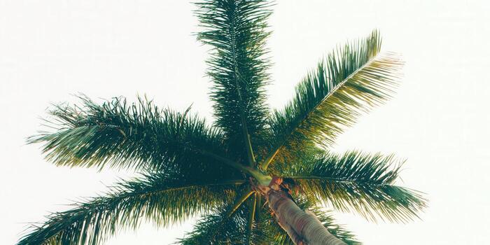 Looking up at a tall palm tree, its leaves framing the bright sky. photo