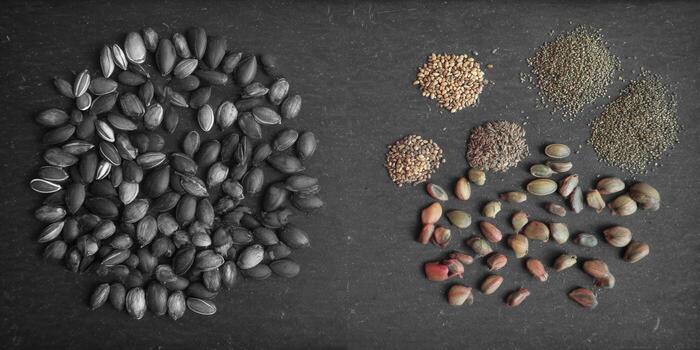 A diverse collection of seeds and grains arranged on a textured dark surface, offering a visual feast. photo