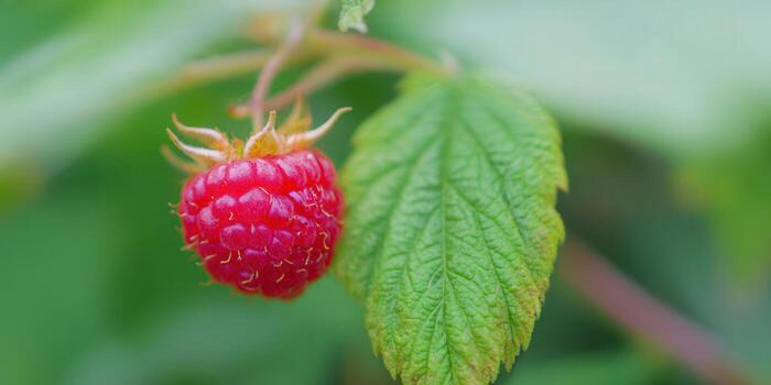 A single, perfect red raspberry hangs on a branch beside a large green leaf. photo
