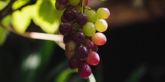 A beautiful shot of a cluster of colorful grapes, ready for harvest. photo