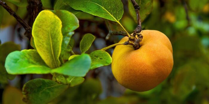 A ripe pear hangs from a tree branch with vibrant green leaves in the background. photo