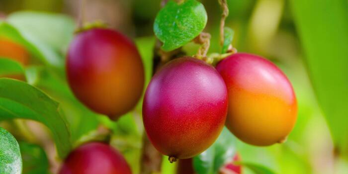 Beautiful close-up of ripe tamarillo fruits with amazing color variation, fresh and healthy. photo