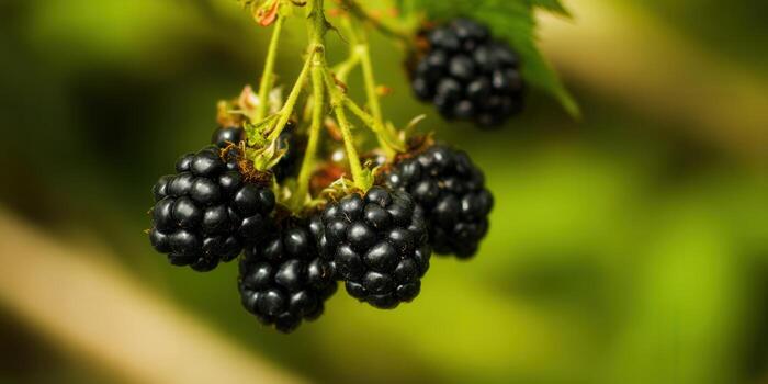 Juicy blackberries hang from a branch, captured in a macro shot with a blurred background. photo