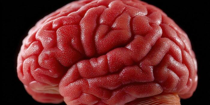 Detailed view of a human brain, highlighting its complex anatomy and structure. photo