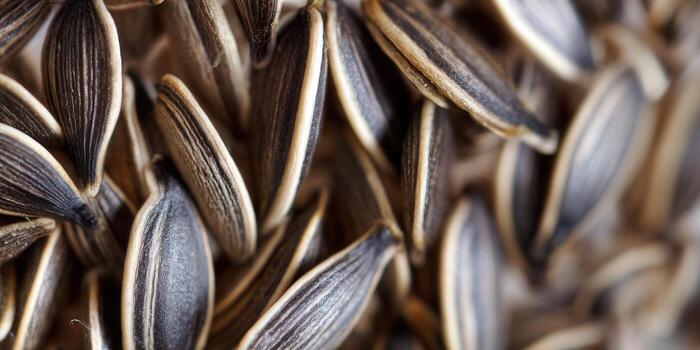 Detailed macro shot of sunflower seeds, showcasing their intricate patterns and textures. photo