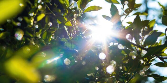 Sunlight filtering through lush green leaves creates a stunning bokeh effect in this vibrant nature scene. photo