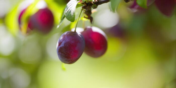 Two juicy, ripe plums hang from a tree branch against a soft, green backdrop. photo