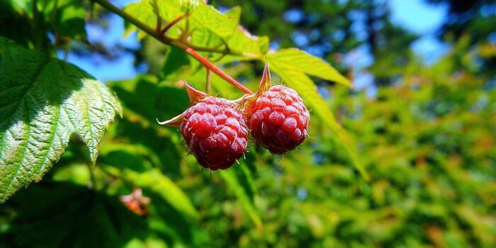 Close-up of two ripe red raspberries growing on a branch in a garden setting. photo