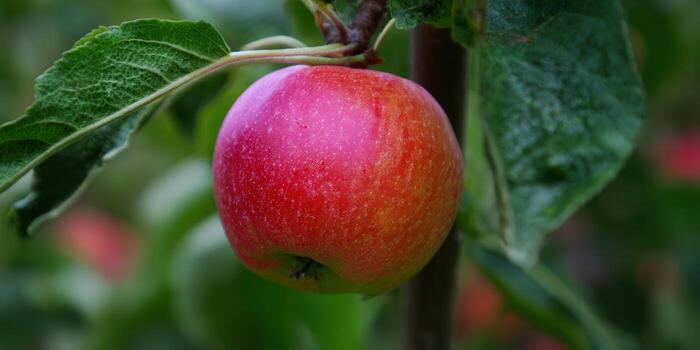 A close-up shot of a vibrant red apple hanging from a tree branch, ready to be picked. photo