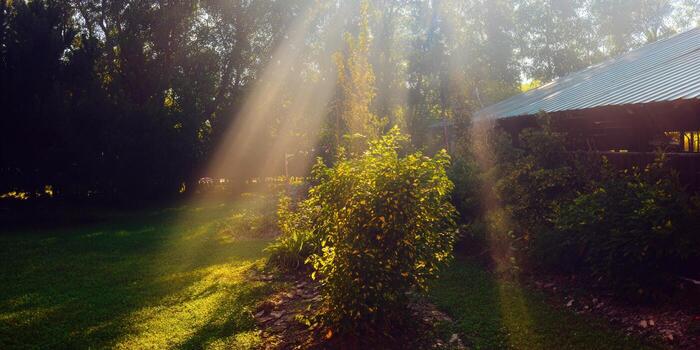 The sun's rays brilliantly shine through the trees on a beautiful summer morning, creating a tranquil scene. photo