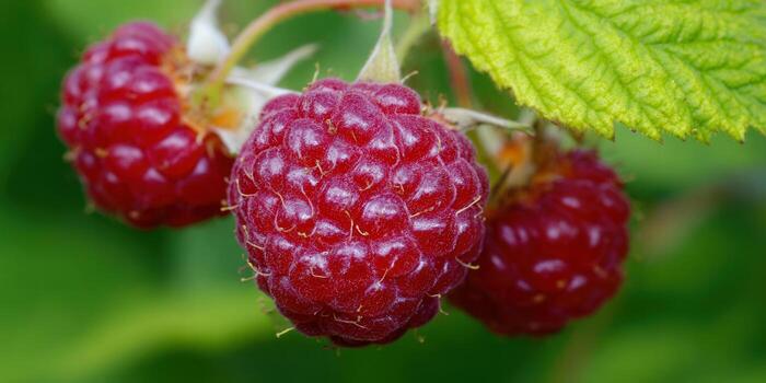 Juicy red raspberries hanging on a green bush, ready to be picked and enjoyed. photo