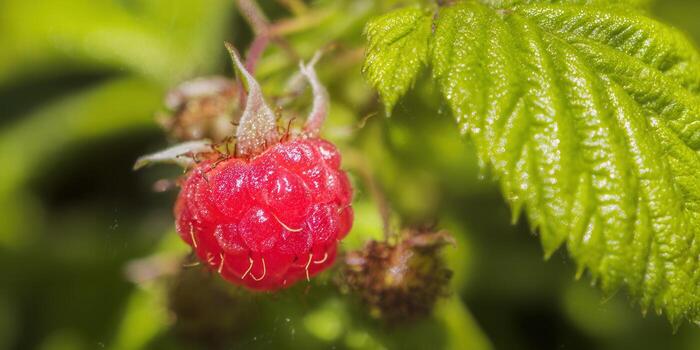 A juicy red raspberry, bursting with flavor, ready to be picked in a sunny garden. photo