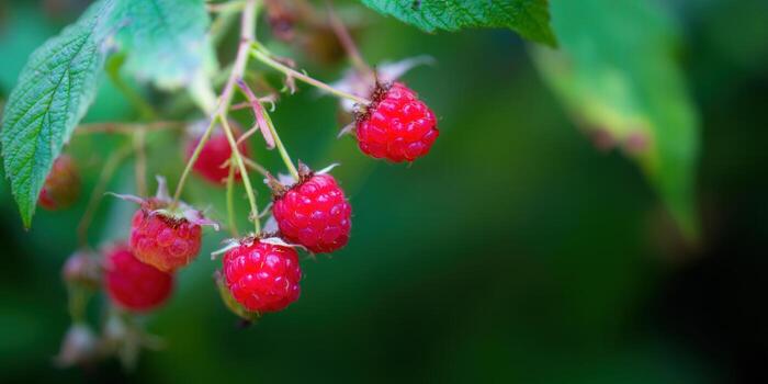 Bright red raspberries hang on a branch, ready to be picked during the summer. photo