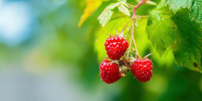 Juicy red raspberries, bursting with freshness, hang on a green, leafy branch. photo