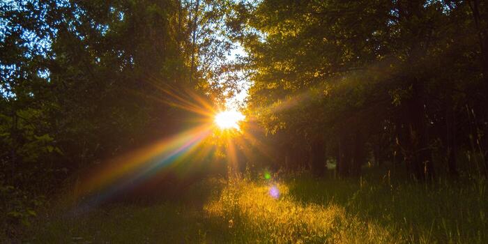 Golden sunlight streams through a forest, creating a beautiful and bright landscape. photo