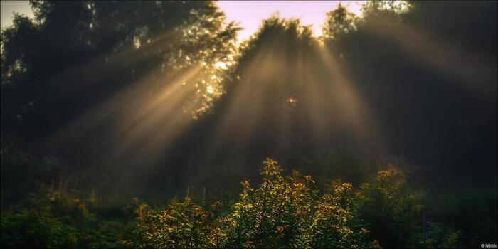 The sun's radiant beams pierce through a tranquil forest scene, creating a golden spectacle. photo