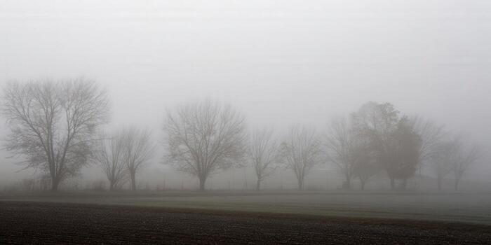 Trees stand in a foggy field, creating a peaceful and serene winter scene. photo
