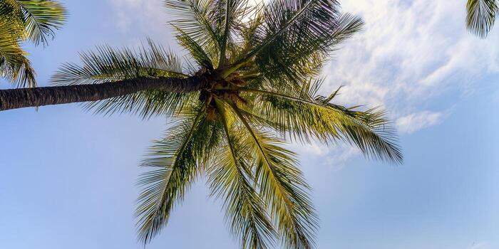 A lush palm tree stretches towards the bright blue sky in a sunny tropical setting. photo