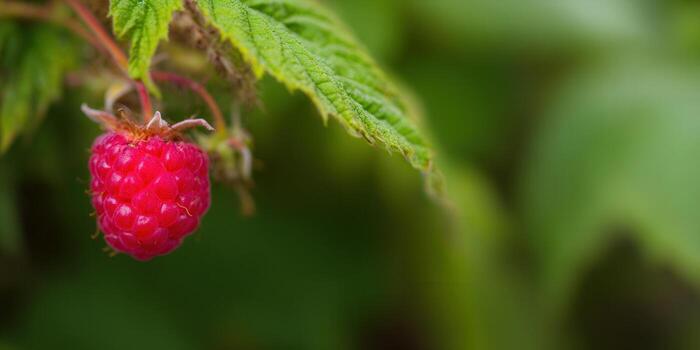 A juicy red raspberry hangs ripe on a plant, ready to be picked and enjoyed. photo