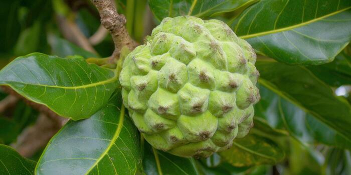 Vibrant green sugar apple fruit hanging on a tree branch with lush leaves in the background. photo
