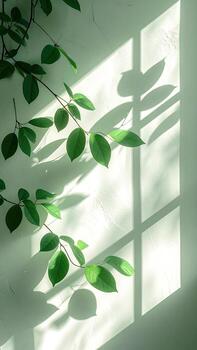 Sunlight streams through a window, casting dappled shadows of leaves on a pale wall photo