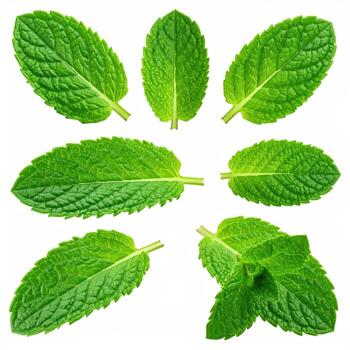 Fresh mint leaves arranged in a radiating pattern against a white background. Each leaf displays vibrant green color, detailed veining, and a slightly serrated edge. Close-up view emphasizing the healthy, natural look of the leaves photo
