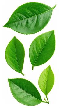 Fresh green leaves isolated on white photo