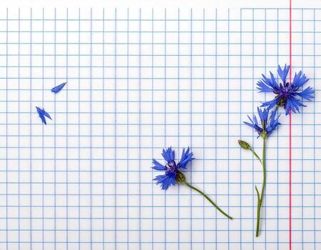 Blue wildflowers on a gridded notebook page photo