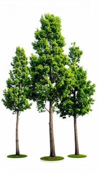 Three vibrant green trees, isolated on white photo