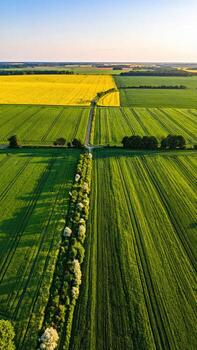 Aerial view of a rural landscape with fields of different colors. A road intersects with other fields creating a grid pattern. Patches of vibrant yellow rapeseed stand out against the green of wheat or other crops. A line of trees separates the fields. photo