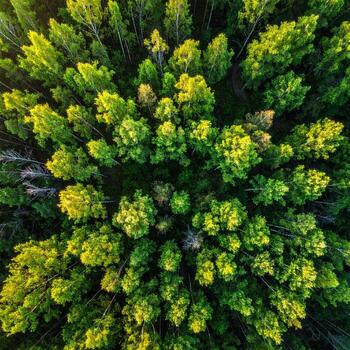High-angle view of a dense forest. Green trees in a symmetrical pattern photo