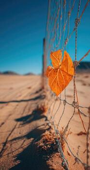 A leaf is on a fence in the desert photo