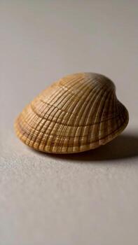 Detailed view of a single, textured seashell on a neutral surface, evoking nature and tranquility. photo