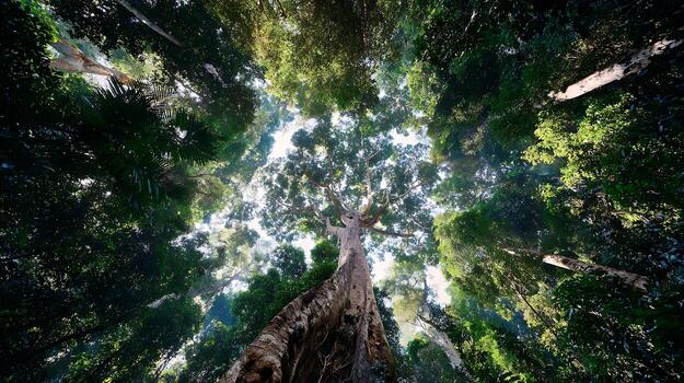 Looking Up Through Ancient Forest Canopy to the Sunlight Rays. photo