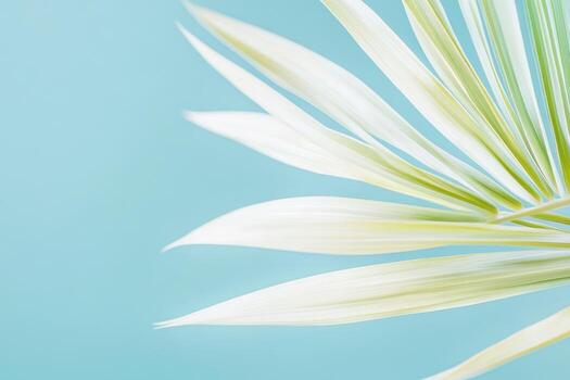 Delicate palm frond against a soft blue background creates a serene atmosphere photo