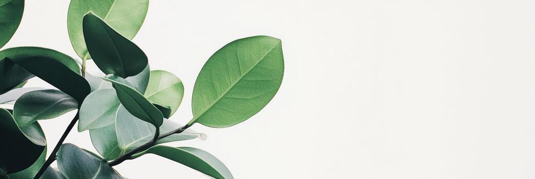 A close-up view of vibrant green leaves creates a fresh and calming atmosphere photo