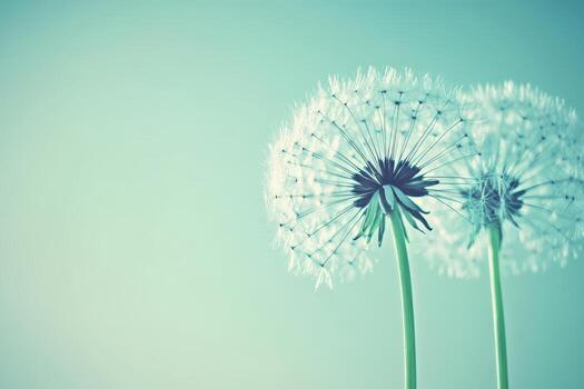 diente de león con suave blanco pelusa en pie en contra un pastel antecedentes foto